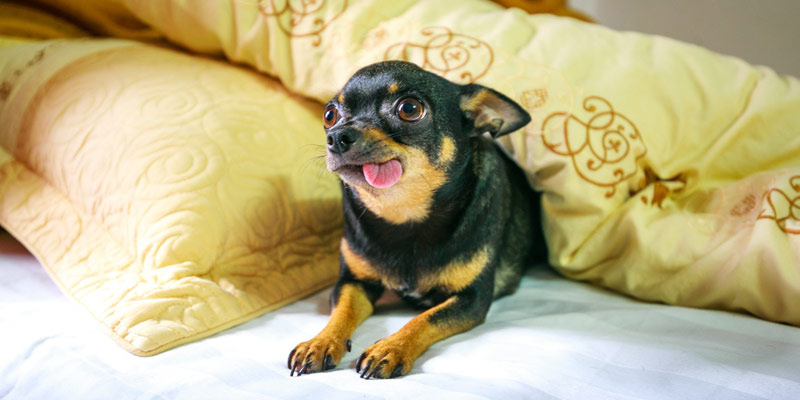 Cosa mangiano i cani piccoli? Ecco le migliori crocchette per cani mini e toy cover