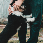 cane-grattato-dal-padrone