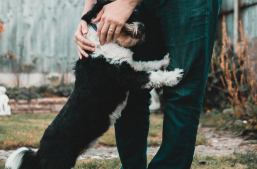 Dermatite interdigitale del cane, consigli e rimedi naturali thumb