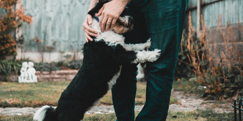 Dermatite interdigitale del cane, consigli e rimedi naturali cover