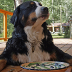 bernese-in-attesa-di-cibo