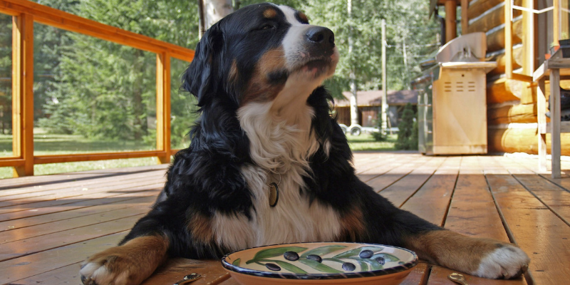 Se il cane mangia troppo velocemente, 5 utili consigli cover