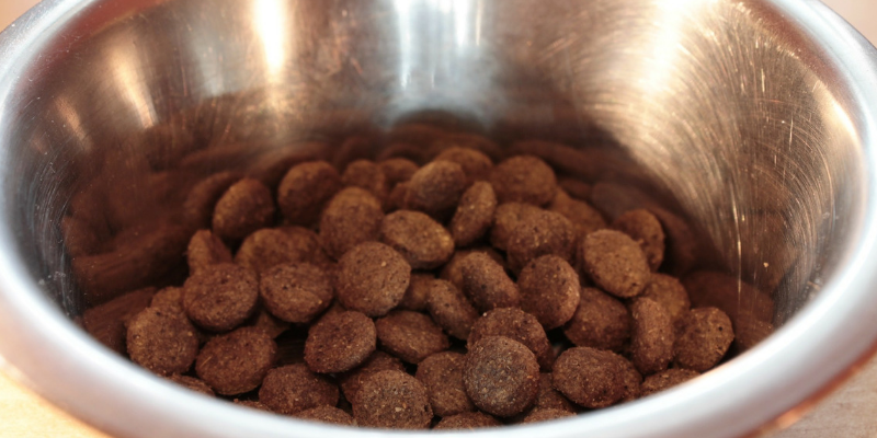 Come scegliere il cibo per cani? cover