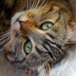 gatto-tigrato-primo-piano