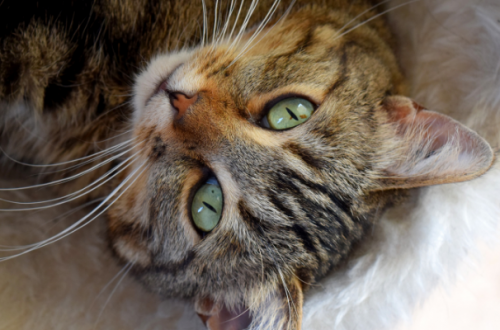 Cibo per cani ai gatti, attenzione a pericolose carenze thumb