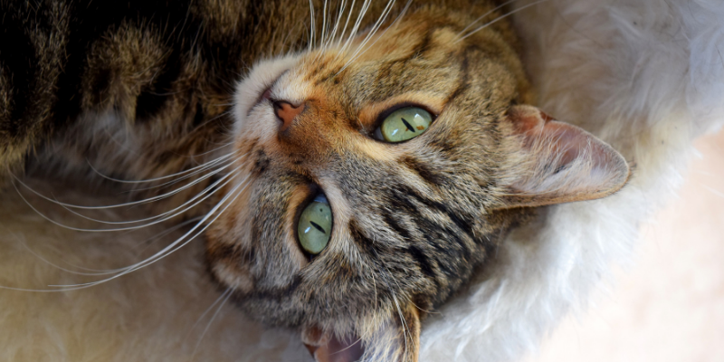 Cibo per cani ai gatti, attenzione a pericolose carenze cover