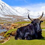 yak-himalaya