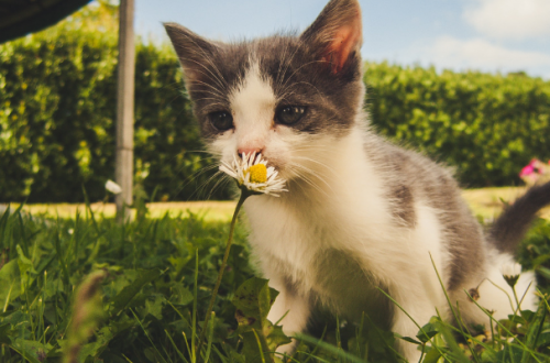 Zecche gatto, ecco cosa fare thumb