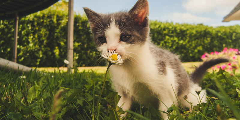 Zecche gatto, ecco cosa fare cover