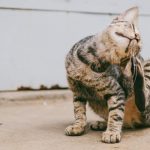 dermatite del gatto