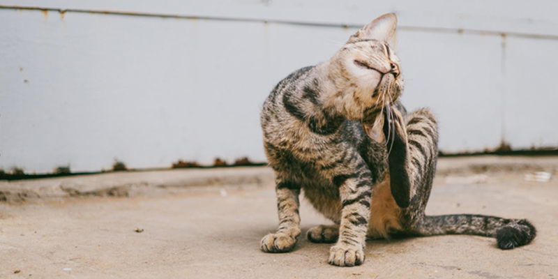 Dermatite del gatto da intolleranza alimentare: cosa fare? cover