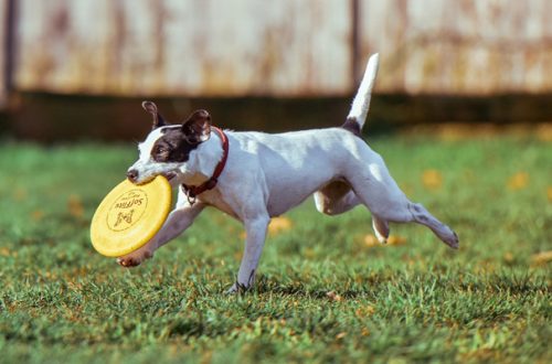 Come insegnare al cane a giocare con il frisbee thumb