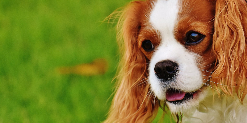 Qual è il miglior antiparassitario per cani? cover