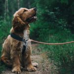 un cane cocker al guinzaglio