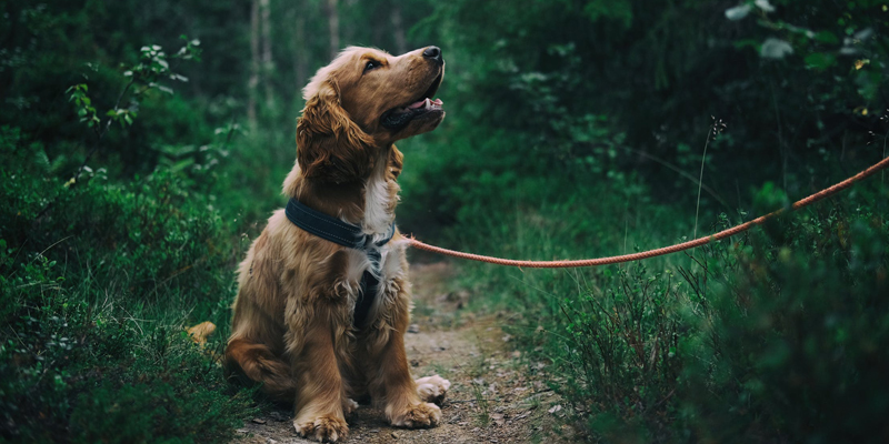 Cane Cocker: un cane da caccia dal mantello meraviglioso cover