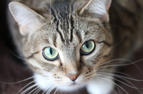 Gatto con Fiv: perché non mangia e come affrontare la malattia thumb