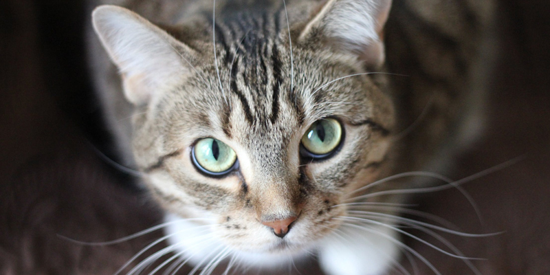 Gatto con Fiv: perché non mangia e come affrontare la malattia cover