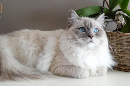 Gatto Ragdoll: caratteristiche, cura e alimentazione thumb