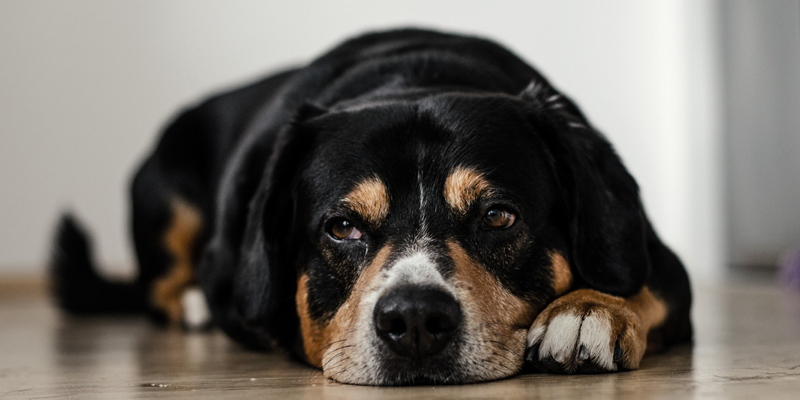 Il Cane Ha Paura dei Tuoni: Cosa Fare in Caso di Temporale? cover