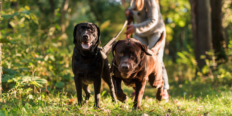 Il cane tira al guinzaglio? Qualche consiglio e l’attrezzatura adatta cover