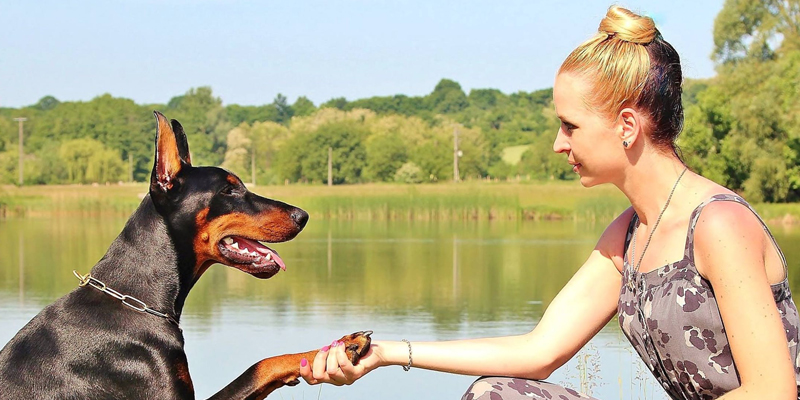Come insegnare al cane a dare la zampa cover