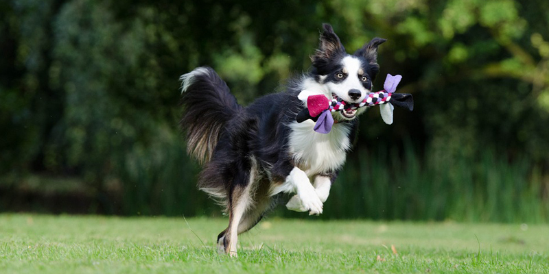 Cane Iperattivo? Cause e Rimedi cover