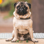 cane carlino