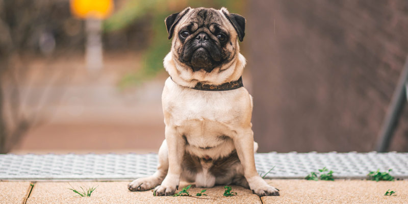 Cane Carlino: carattere, caratteristiche e come prendersene cura cover