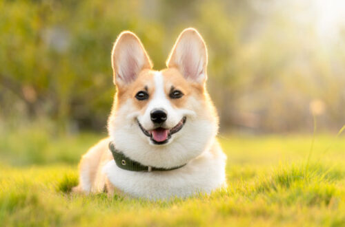 Cambio di stagione: depurare il fegato del cane thumb