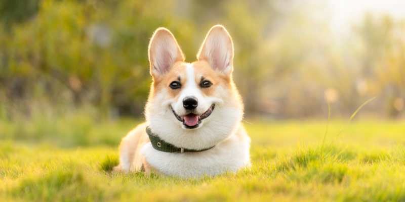 Cambio di stagione: depurare il fegato del cane cover