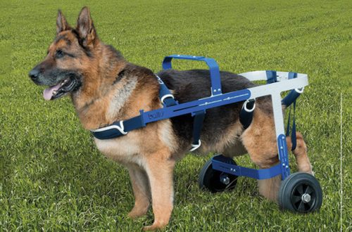 Displasia Anca del Cane: Come Curarla thumb