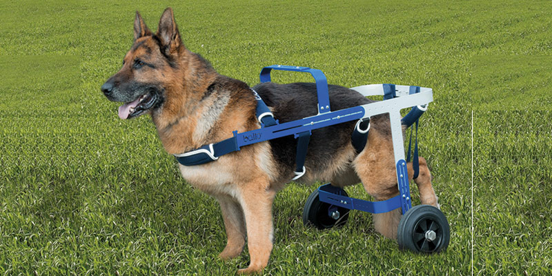 Displasia Anca del Cane: Come Curarla cover