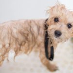 un cane bagnato