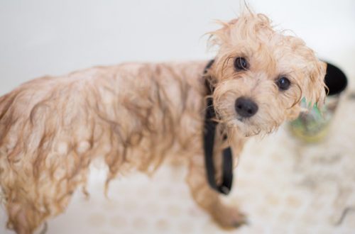 Lavare il cane e applicare l’antiparassitario: come procedere nel modo corretto thumb