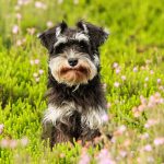 cane su un prato fiorito