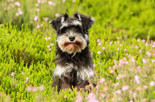 Antiparassitario per cane: come applicarlo nel modo corretto thumb