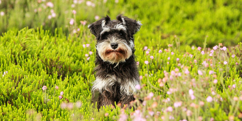 Antiparassitario per cane: come applicarlo nel modo corretto cover