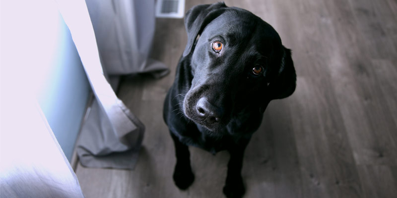 Ansia e Stress: Fido distrugge casa? Come comportarsi per educarlo cover