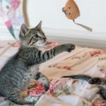 Giocare con il gatto