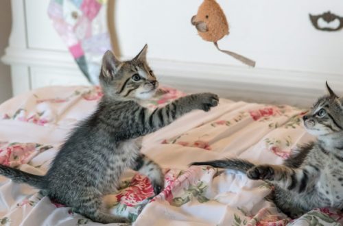 Giocare con il gatto: qualche utile consiglio thumb