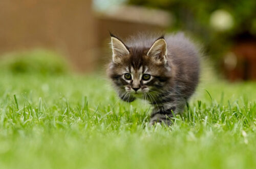 Antiparassitari per cani: come proteggere il gatto? thumb
