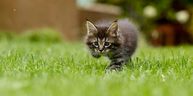 Antiparassitari per cani: come proteggere il gatto? cover
