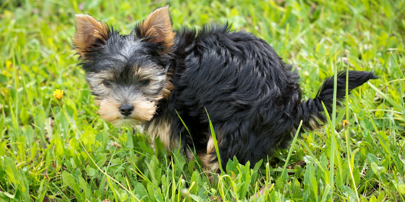 Come insegnare al cane a fare i bisogni fuori di casa cover