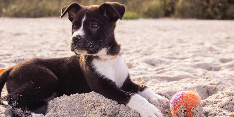 Cane cucciolo: come giocare insieme cover