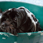 lavare il cane
