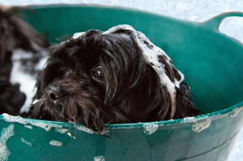 Lavare il cane: quando e come farlo e quale shampoo scegliere thumb