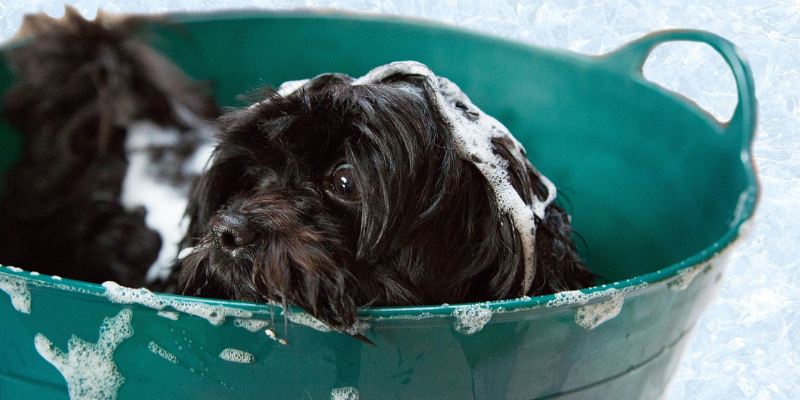 Lavare il cane: quando e come farlo e quale shampoo scegliere cover