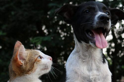 Perdita di pelo nel cane e nel gatto: come comportarsi? thumb