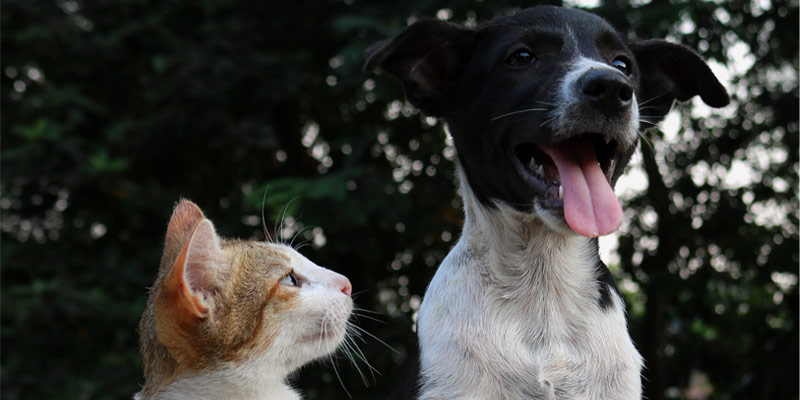 Perdita di pelo nel cane e nel gatto: come comportarsi? cover