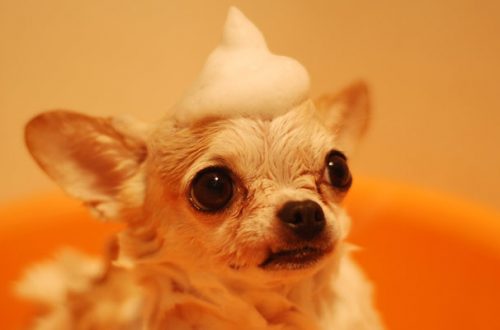 Shampoo per cani: come scegliere il più adatto thumb
